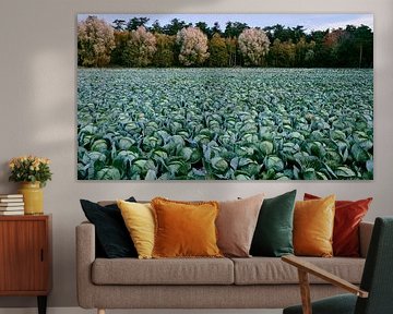 champ de choux de l'agriculteur sur Rudi Everaert