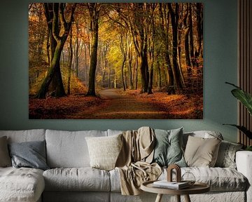 Herbstfarben im Buchenwald