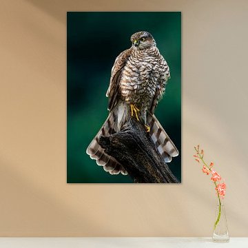 Sparrowhawk