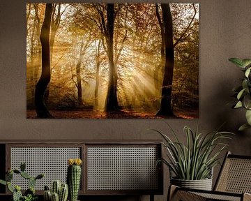 Herbstfarben mit Hintergrundbeleuchtung