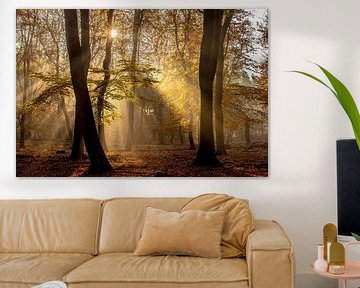 Herbstfarben im Buchenwald mit Sonnenlicht durch Gegenlicht