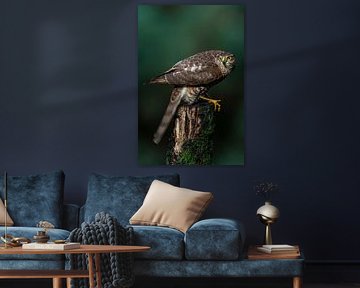 L'épervier à l'attaque sur Rando Kromkamp Natuurfotograaf