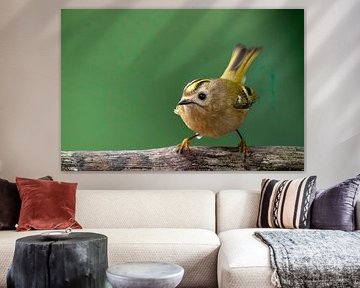 Goldcrest sur Rando Kromkamp Natuurfotograaf