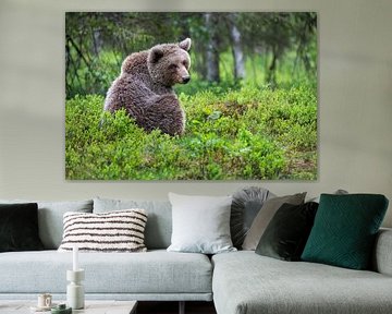 Contact visuel avec un ours brun sur Daniela Beyer
