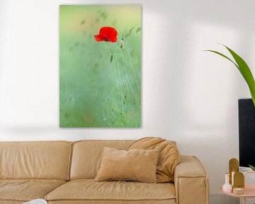 Klaproos van Daniela Beyer