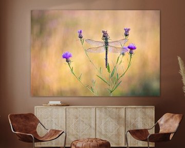 Große Königslibelle von Gonda Versteeg