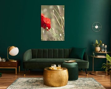 poppySense by fantasina