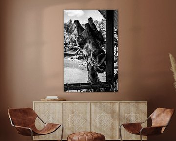 Playful Giraffe in Black and White by Joeri Mostmans