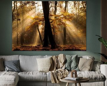 Beukenbos zonsopkomst in herfstkleuren