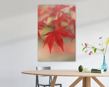 Japanese maple 'leave by Dagmar Hijmans