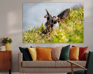 Puffins by Oliver Preuss