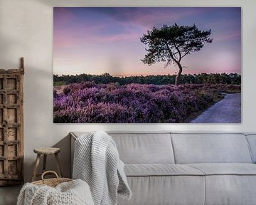 Kalmthoutse Heide von petra van oorschot