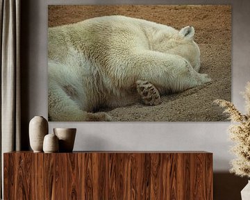 Polar bear by Norman van Schijndel