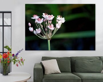 swan flower by joyce kool