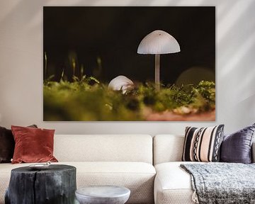 Silence under the canopy