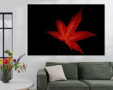 Autumn in one breath by van Veen Allround Photography