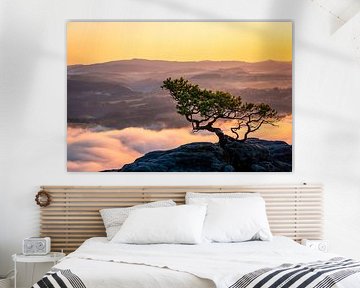 The weathered pine from the Lilienstein in golden light by Oliver Preuss