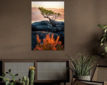 The weathered pine on the Lilienstein in the morning light by Oliver Preuss