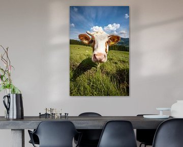 Douce vache de l'Allgäu sur Leo Schindzielorz