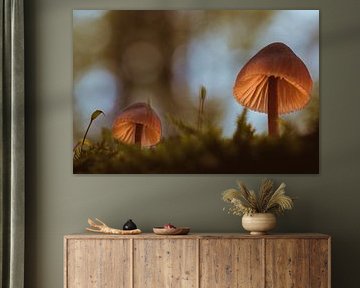 Between light and life