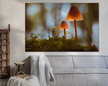 Lichtval in stilte van van Veen Allround Photography