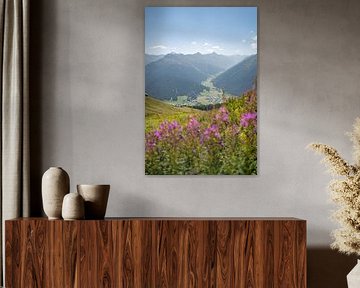 Lupins avec vue sur Davos et les Alpes suisses sur Leo Schindzielorz