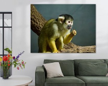 Singe écureuil sur une branche