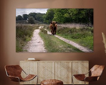 Schotse Hooglander bij Deelerwoud van Gonda Versteeg