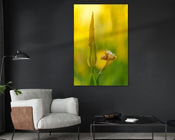 Gelbe Iris, gelbe Lis von Gonda Versteeg