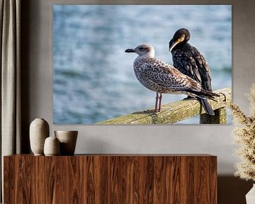 Blick auf eine Möwe auf der Ostsee