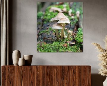 mushroom macro van ChrisWillemsen
