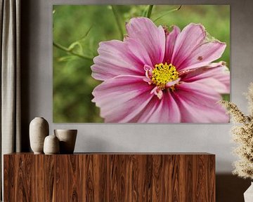 Cosmea, Mexican Aster by Jurjen Melinga