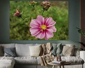 Cosmea, Mexican Aster by Jurjen Melinga
