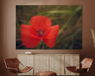 Mohn mit Schwebfliege von Jurjen Melinga