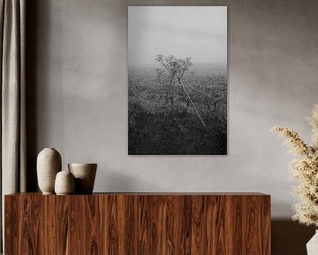 Riesenbärenklau im Nebel von Jurjen Melinga