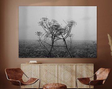 Riesenbärenklau im Nebel von Jurjen Melinga