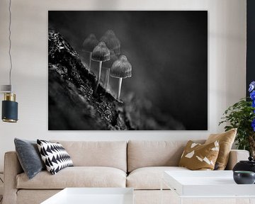 Mushrooms in black and white