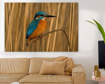 Der Eisvogel von Michael Niebuhr