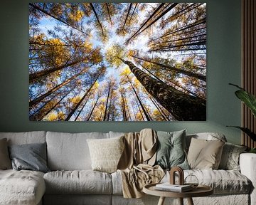 Looking up in the autumn forest by Erwin Pilon