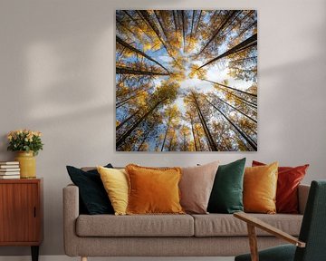 Looking up in the autumn forest by Erwin Pilon