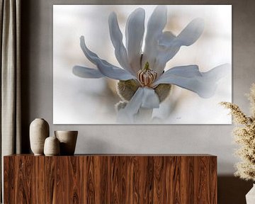 Magnolia Stellata by Alida van Luijn-Toet