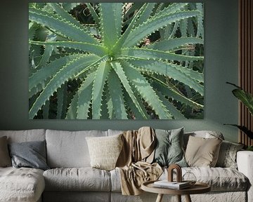 Nahaufnahme von Aloe Vera - Botanische Fotografie aus Singapur von Minimalistic Travel Photography by.Rieneke