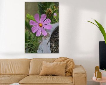 Cosmos roses avec gouttes de rosée - Wat Lok Moli, Chiang Mai sur Minimalistic Travel Photography by.Rieneke