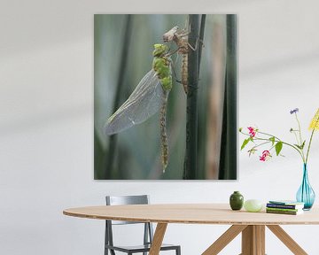 Grande libellule royale sur Matthias Brix