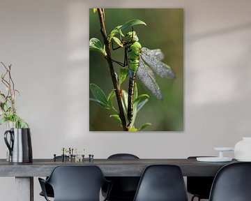 Grande libellule royale sur Matthias Brix