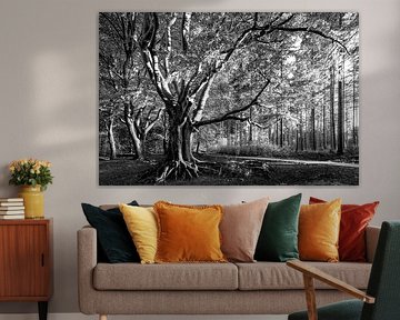 Beuk Slotplaats Bakkeveen in black and white