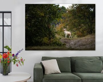 Fallow deer poses in rutting season by Thom Brouwer