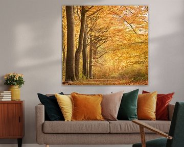 Herfstochtendlicht van Nicola Mathu