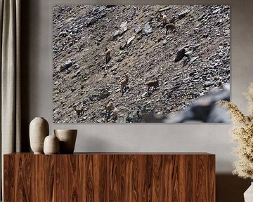 Les montagnes majestueuses autour du Piz Rims dans le Tyrol du Sud avec Gamsen sur Miriam Schwarzfischer Fotografie