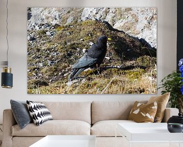 Très beau ️ - le Mondscheinspitze est un motif absolument évocateur : marquant, mystique et faisant partie de l'une des plus belles régions montagneuses entre le Karwendel et le lac Achensee avec le choucas. sur Miriam Schwarzfischer Fotografie